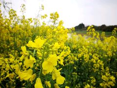 -艾溪湖湿地公园