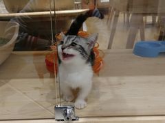 -藏猫猫咖啡主题馆(中央大道店)