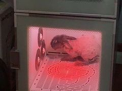 -宠物兔专门店(天丰利市场店)