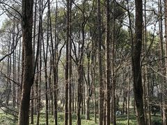 -杭州植物园
