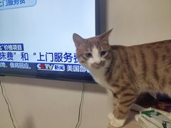-美联众合爱康动物医院•复杂内科•肿瘤科•牙科•腔镜诊疗中心