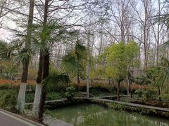 -合肥滨湖国家森林公园