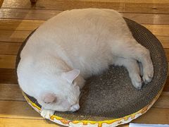 -猫的天空之城概念书店(苏州平江店)