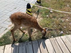 -北京鹿世界主题园