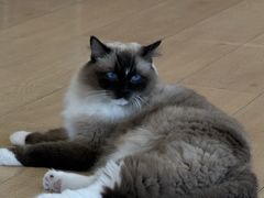 -Let's go狗咖·猫咖·奶狗·桌游(春熙路IFS店)