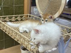 -帕帕拉兹宠物(亚洲旗舰店)