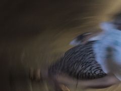 -圣母百花圣殿