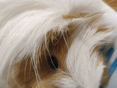 -藦茜花园宠物主题亲子互动体验馆(国顺东路店)