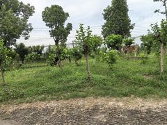 -乌村