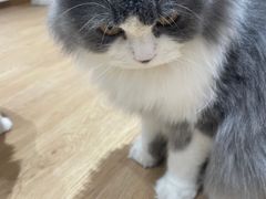 -1013 PET SHOP精品宠物商店(丁香店)