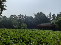 -房湖公园