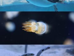 -海合安天津极地海洋公园