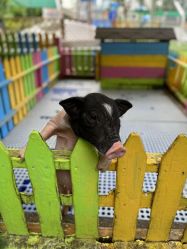 -萌宠亲子动物乐园(槐房万达店)