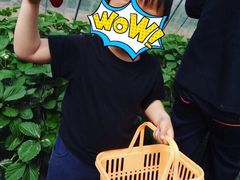 -喜杨洋草莓采摘园