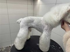 -帕帕拉兹宠物(亚洲旗舰店)