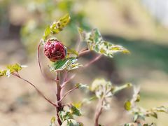 -合肥三国新城遗址公园