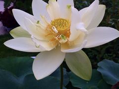 -黑龙江省森林植物园