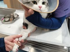 -萌兽医馆·犬猫专科·眼科中心·宠物医院(朝阳门分院)