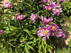 -洛阳郁金香牡丹园