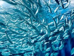 -上海海洋水族馆