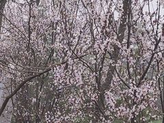-秦岭终南山世界地质公园翠华山景区