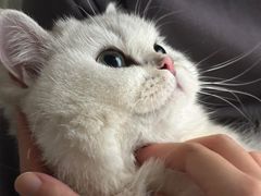 -欣宠猫屋·矮脚拿破仑·蓝金金渐层