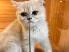 -猫十亿·布偶金渐层·曼基康矮脚猫舍(青年路店)