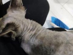 -喵的天空名猫咖啡馆·撸猫·猫舍·用品