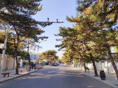 -三里屯东五街银杏大道
