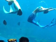-瑞德姆美人鱼海底演艺主题餐厅(亚龙湾店)