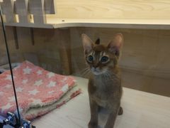 -柚子猫舍·精品猫舍购猫·猫咪认养·购宠·宠物店