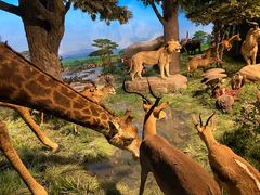 -国家自然博物馆