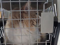 -伟伟宠物医院·CT影像中心·瑞派犬猫综合性门诊(汉口总院)