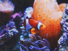 -悉尼海洋生物水族馆
