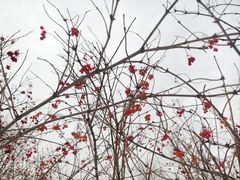 -群力丁香公园