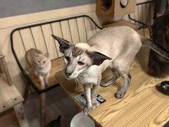 -豆逗聊愈猫阁Easy Life