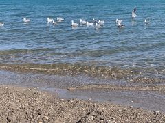 -青海湖国家重点风景名胜区