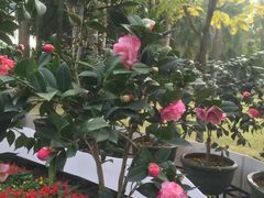 -金花茶公园