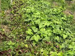 -马陆小张葡萄园农家乐