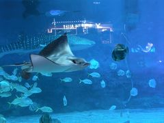 -烟台海昌鲸鲨海洋公园