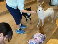 -南京Hallo宠物乐园·哈罗犬舍·柴犬繁育基地