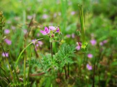 -青岛第三海水浴场