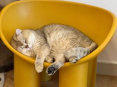 -有喵·猫咖·狗咖·30几只猫10只小狗(岗厦店)