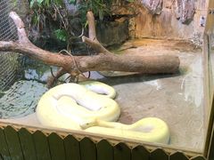 -上海大自然野生昆虫馆(东方明珠·爬宠昆虫探索中心)