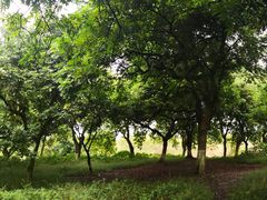 -张坝桂圆林公园