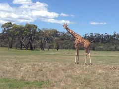 -威勒比开放式动物园