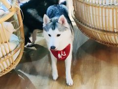 -Husky Go! 哈士奇体验馆·宠物咖啡厅狗咖
