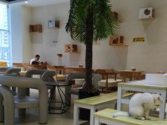 -藏猫猫咖啡主题馆(中央大道店)