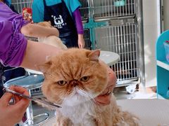 -北京观赏动物医院·24小时大型综合·猫专科·异宠专科