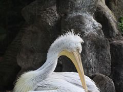 -深圳野生动物园